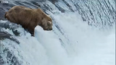 bear eating salmon