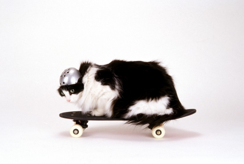 Didja – The Skateboarding Cat