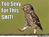 Click image for larger version. 

Name:	owl.jpg 
Views:	22 
Size:	9.8 KB 
ID:	103904