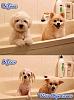 Click image for larger version. 

Name:	funny_dogs.jpg 
Views:	18 
Size:	33.4 KB 
ID:	14315
