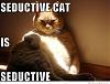 Click image for larger version. 

Name:	seductive-cat.jpg 
Views:	7 
Size:	26.3 KB 
ID:	155363