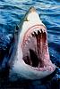Click image for larger version. 

Name:	brandon-cole-great-white-shark.jpg 
Views:	17 
Size:	47.1 KB 
ID:	15677