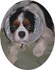 Click image for larger version. 

Name:	dog_ear_muffs.jpg 
Views:	21 
Size:	44.0 KB 
ID:	16177