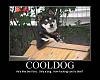 Click image for larger version. 

Name:	Cool Dog.jpg 
Views:	274 
Size:	50.7 KB 
ID:	22424