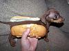 Click image for larger version. 

Name:	baby-hot-dog.jpg 
Views:	45 
Size:	67.4 KB 
ID:	22502