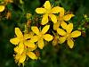 Click image for larger version. 

Name:	st-johns-wort.jpg 
Views:	27 
Size:	40.3 KB 
ID:	29898