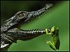 Click image for larger version. 

Name:	frog_crocodiles_sm.jpg 
Views:	18 
Size:	17.9 KB 
ID:	30152