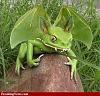 Click image for larger version. 

Name:	vamp frog.jpg 
Views:	11 
Size:	11.4 KB 
ID:	30758