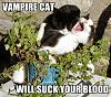 Click image for larger version. 

Name:	vampire-cat-will-suck-your-blood.jpg 
Views:	20 
Size:	49.7 KB 
ID:	31906