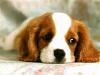 Click image for larger version. 

Name:	Cute_dog.jpg 
Views:	14 
Size:	24.3 KB 
ID:	31907