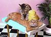 Click image for larger version. 

Name:	cats-body-massage.jpg 
Views:	20 
Size:	23.0 KB 
ID:	34895