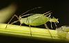 Click image for larger version. 

Name:	aphid.jpg 
Views:	21 
Size:	25.3 KB 
ID:	37895