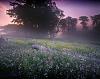 Click image for larger version. 

Name:	foggy-spring-morning.jpg 
Views:	14 
Size:	48.8 KB 
ID:	46386