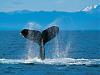 Click image for larger version. 

Name:	Humpback Whale.jpg 
Views:	17 
Size:	97.1 KB 
ID:	5999