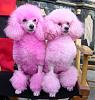Click image for larger version. 

Name:	pink_toy_poodles_1a.jpg 
Views:	17 
Size:	26.2 KB 
ID:	6851