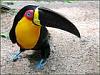 Click image for larger version. 

Name:	toucan.jpg 
Views:	9 
Size:	4.8 KB 
ID:	7058