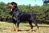 Click image for larger version. 

Name:	rottweiler.jpg 
Views:	105 
Size:	30.1 KB 
ID:	72108