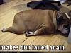 Click image for larger version. 

Name:	funny-dog-pictures-brakes-fail-bulldog.jpg 
Views:	17 
Size:	34.5 KB 
ID:	8080