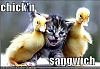 Click image for larger version. 

Name:	lolcats-funny-pictures-chicken-sandwich.jpg 
Views:	17 
Size:	25.6 KB 
ID:	8164