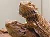 Click image for larger version. 

Name:	bearded-dragons-together.jpg 
Views:	7 
Size:	48.6 KB 
ID:	84577