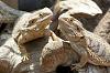 Click image for larger version. 

Name:	a_pair_of_bearded_dragon_lizards.jpg 
Views:	5 
Size:	54.2 KB 
ID:	84578