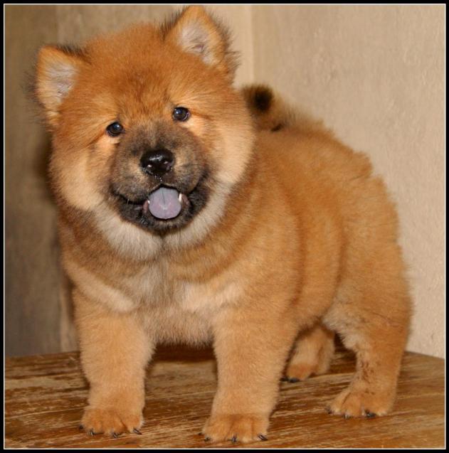 Name:  cute-red-chow-chow-puppies.jpg
Views: 138
Size:  52.0 KB