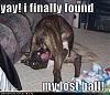 Click image for larger version. 

Name:	funny-dog-pictures-found-lost-ball.jpg 
Views:	60 
Size:	37.1 KB 
ID:	9802