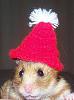 hamster in hat  large