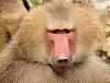 Click image for larger version. 

Name:	250px-Portrait_Of_A_Baboon.jpg 
Views:	6 
Size:	16.9 KB 
ID:	125080