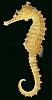 Click image for larger version. 

Name:	seahorse.jpg 
Views:	14 
Size:	14.8 KB 
ID:	22109