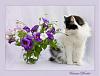 Click image for larger version. 

Name:	catflowers.jpg 
Views:	15 
Size:	20.8 KB 
ID:	63662