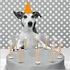 Click image for larger version. 

Name:	img_Dog-having-a-birthday-party_Ursula-KLAWITTER_ref~CPCN0429_mode~zoom.jpg 
Views:	8 
Size:	29.3 KB 
ID:	22504