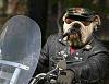 Click image for larger version. 

Name:	dog-motorcyclist.jpg 
Views:	21 
Size:	26.6 KB 
ID:	13171