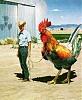 Click image for larger version. 

Name:	attack-of-the-giant-rooster11.jpg 
Views:	22 
Size:	45.3 KB 
ID:	15041