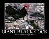 Click image for larger version. 

Name:	black-cock-poster.jpg 
Views:	23 
Size:	66.2 KB 
ID:	15042