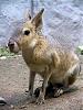Click image for larger version. 

Name:	Patagonian_Cavy_Worlds_strangest_looking_animals-s500x667-2272-580.jpg 
Views:	13 
Size:	47.9 KB 
ID:	30061