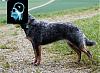 Click image for larger version. 

Name:	800px-Australian_Cattle_Dog_Naava.jpg 
Views:	24 
Size:	65.1 KB 
ID:	13640