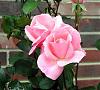 Click image for larger version. 

Name:	pink rose for pat.jpg 
Views:	12 
Size:	25.8 KB 
ID:	7207